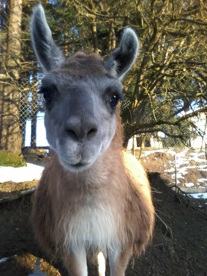 Вилла Funny-Farm Sassen Экстерьер фото