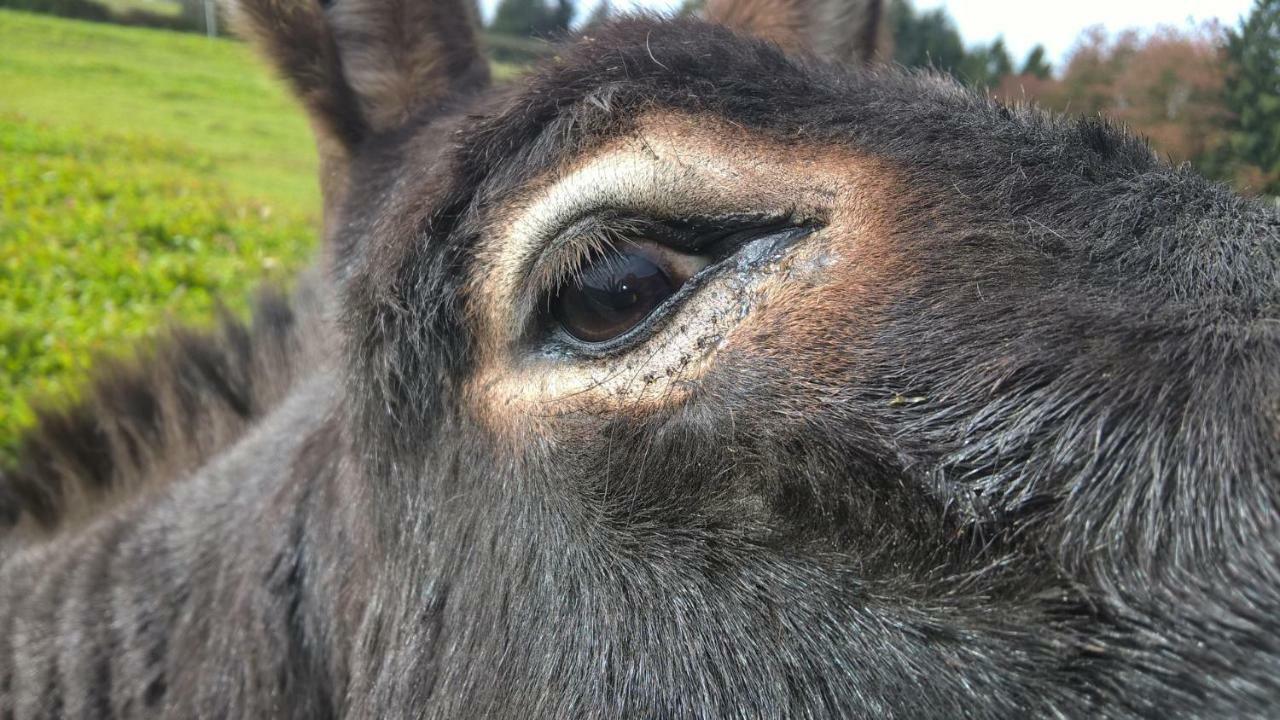 Вилла Funny-Farm Sassen Экстерьер фото